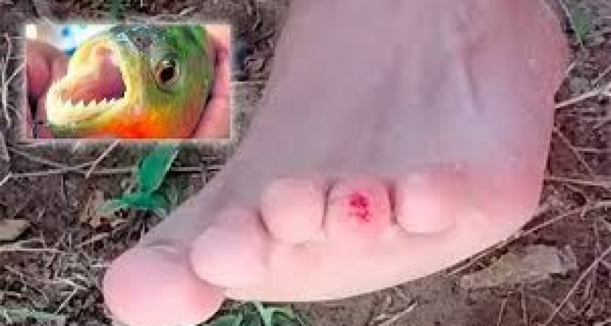 Alerta por pequeñas pirañas o palometas en el Rio Gualeguay