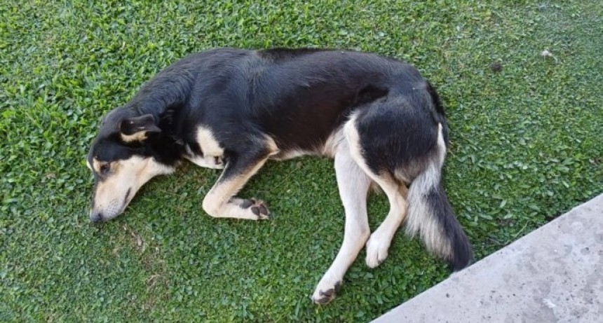 Concejal del PRO y su esposo de A.San Antonio denunciados por maltrato animal 