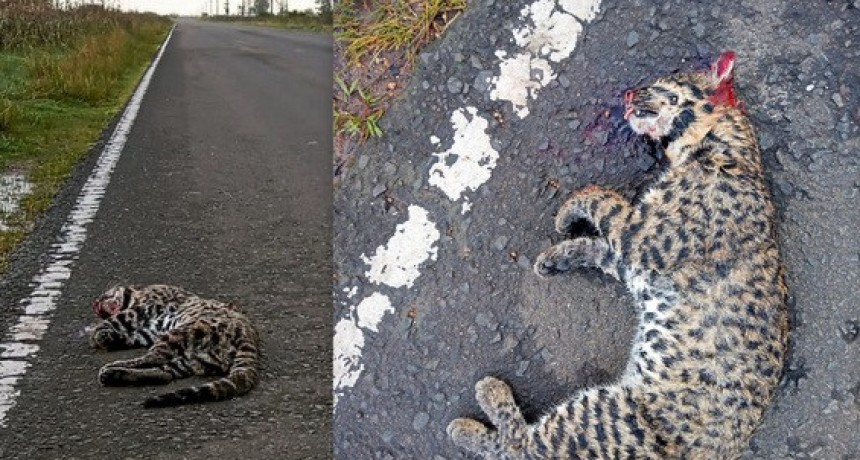 Encontraron atropellado un Gato Montés grande o cachorro de Yaguareté, en Zona Britos Parera