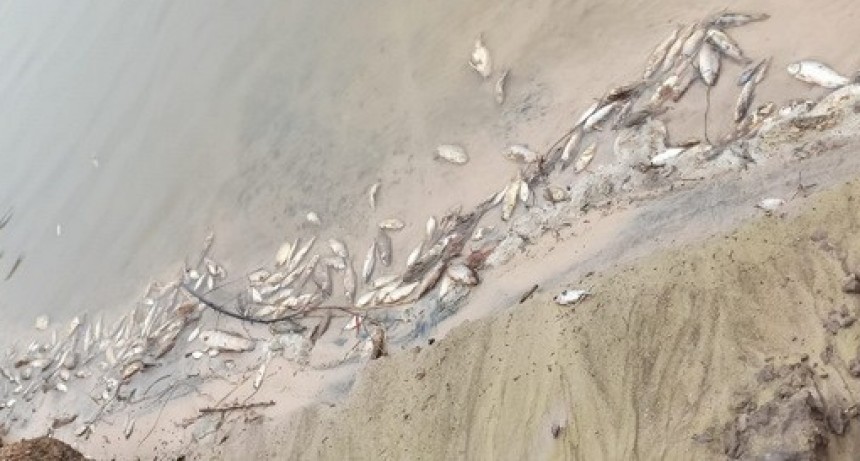 Mortandad de Peces en Arenas Blancas Rio Gualeguay