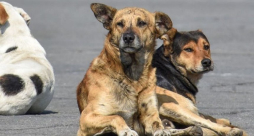 Preocupación en el Belgrano; denuncian envenenamiento de perros en el barrio